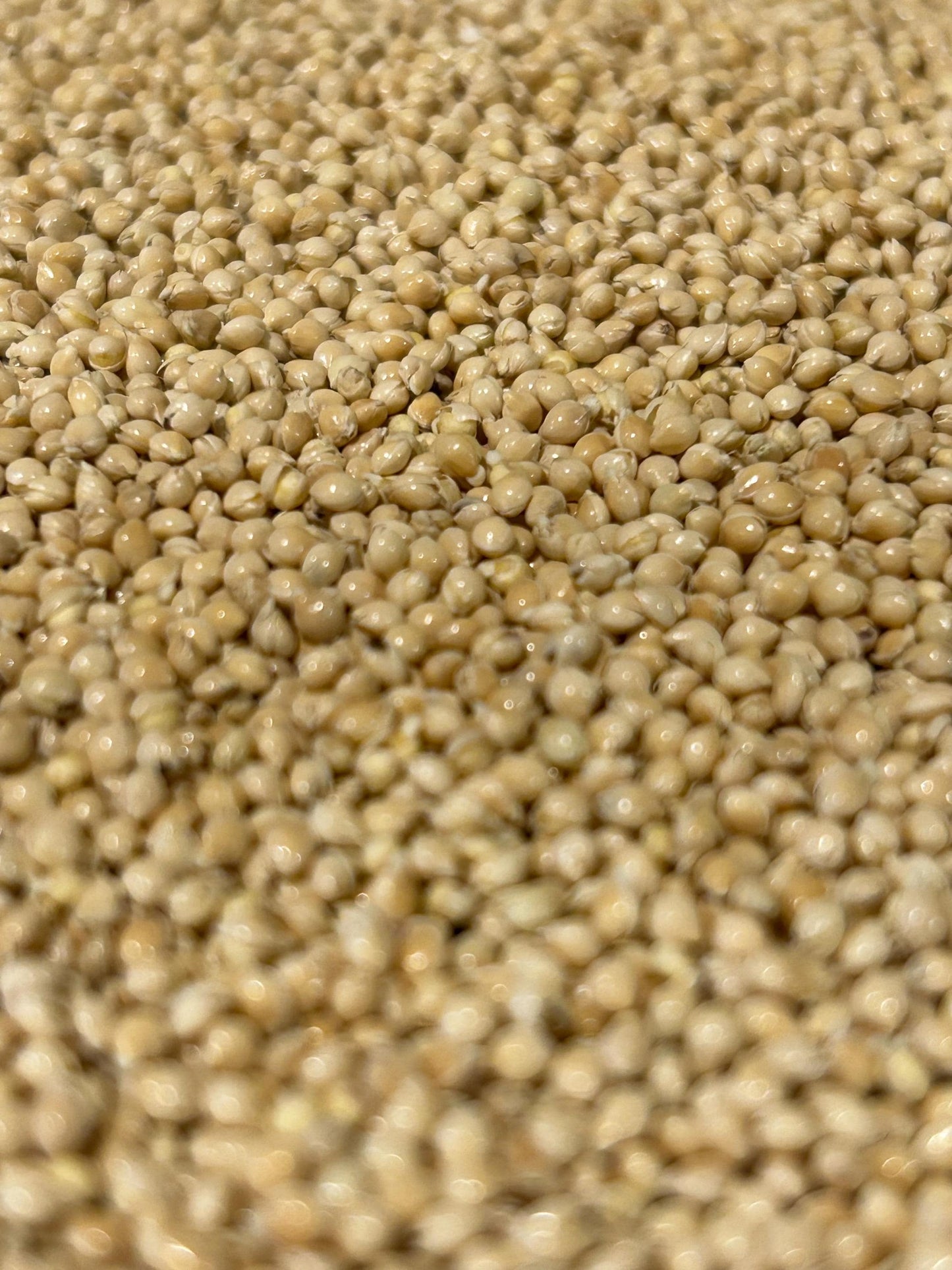 Sprouted Millet for Parrots