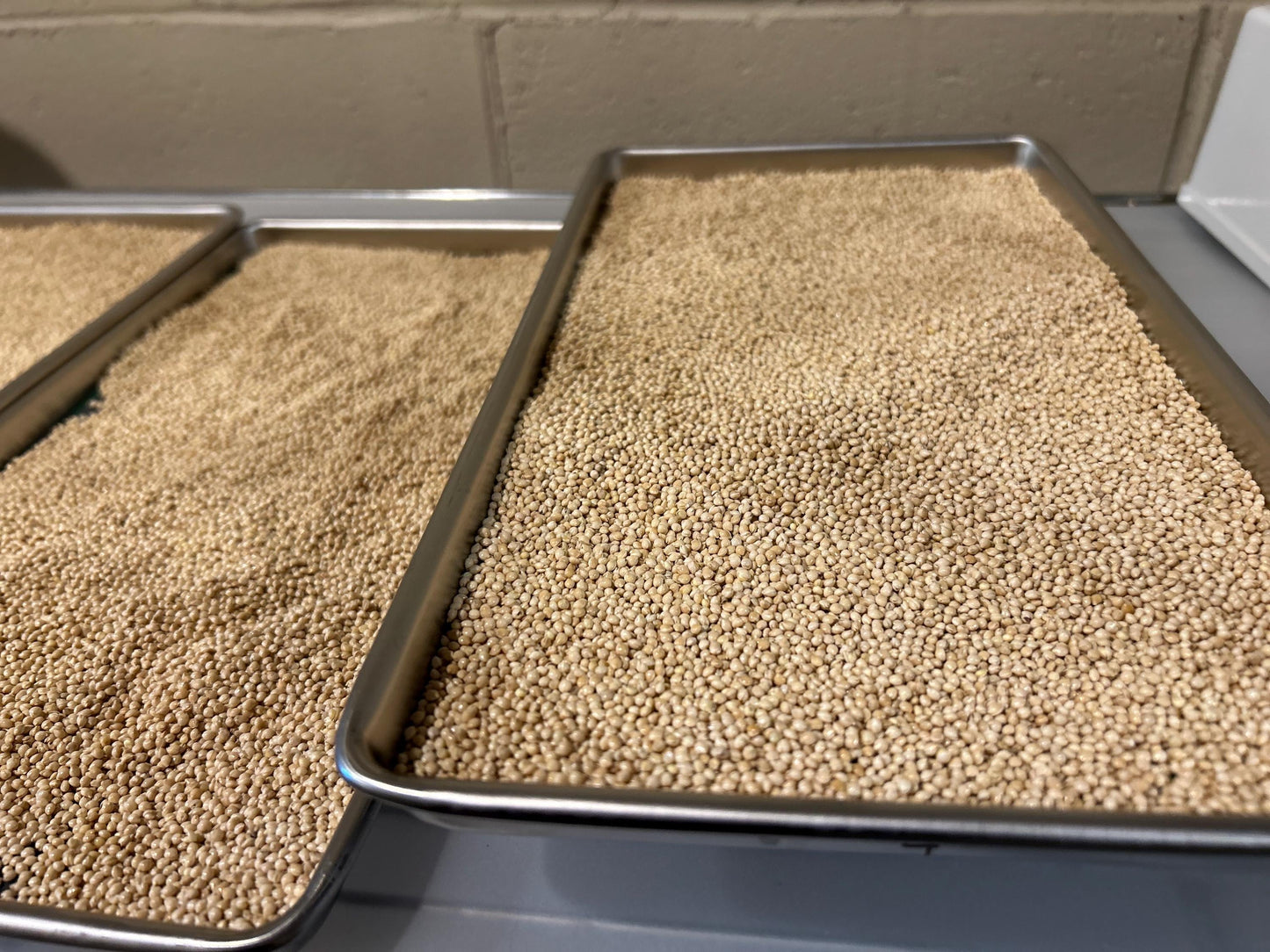 Sprouted Millet for Parrots
