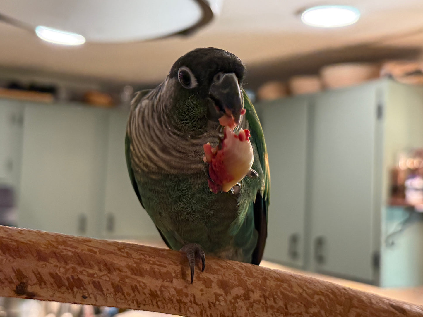 Noodle Nests – Stuffed Shell Treat for Parrots
