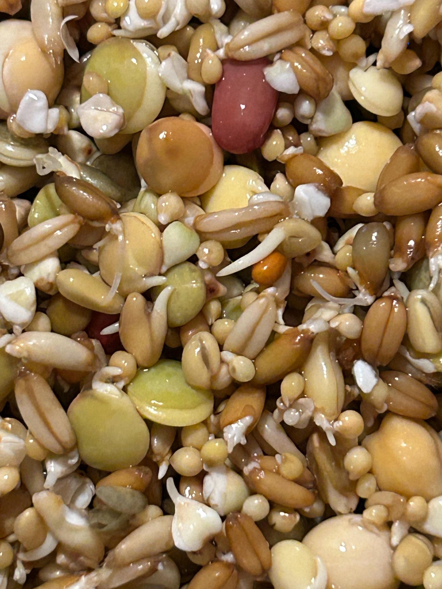 Sprouted Seed Blend