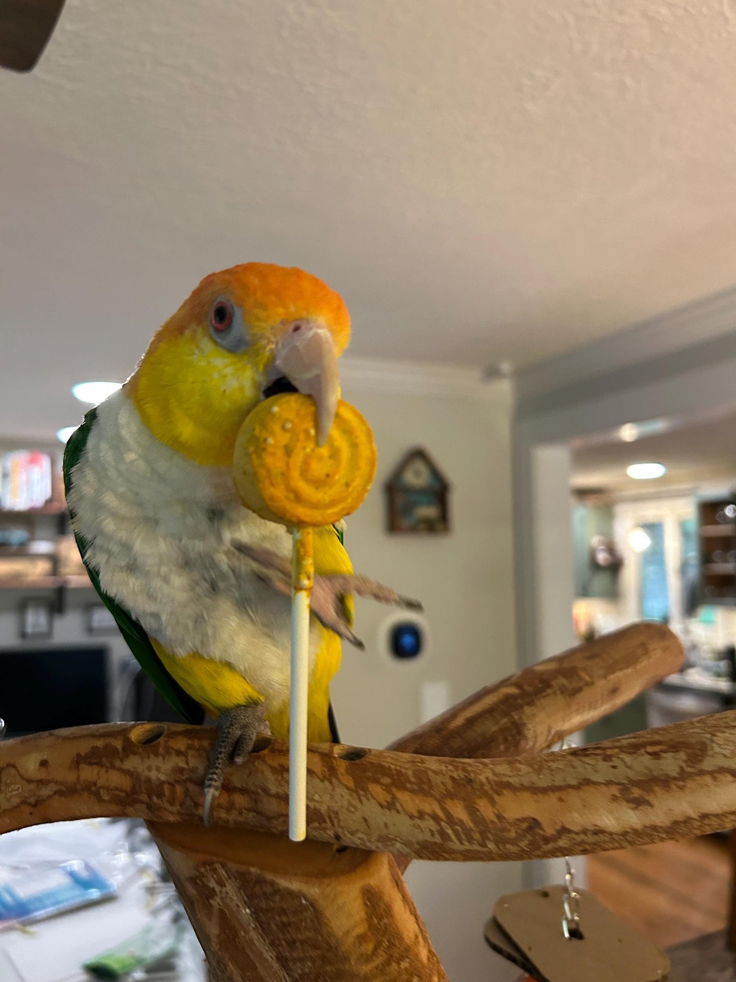 Birdie Pops
