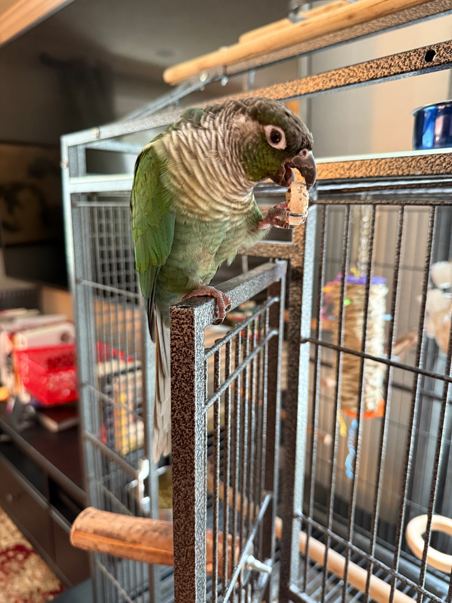 Everybirdie Bagels
